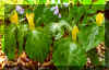 yeltrill.jpg (41698 bytes)